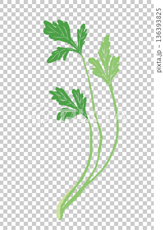 一根香菜莖的示意圖。一種簡單易用的香草材質。 一根香菜莖的示意圖。一種簡單易用的香草材質。 136393825