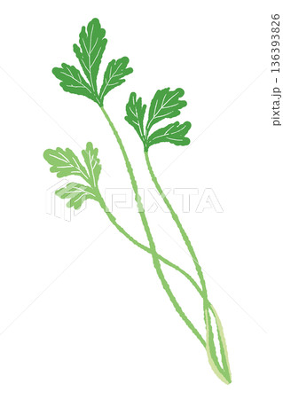 色の濃さが違う二本のパクチーのイラスト 味わいのある手書き風ハーブ 136393826