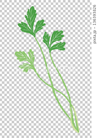 兩片顏色深淺不同的香菜葉插圖。一種美味的手繪香草。 兩片顏色深淺不同的香菜葉插圖。一種美味的手繪香草。 136393826