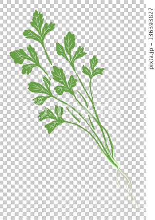 圖示一把香菜(香菜),包括根莖,用於製作湯底和醬料。 圖示一把香菜(香菜),包括根莖,用於製作湯底和醬料。 136393827