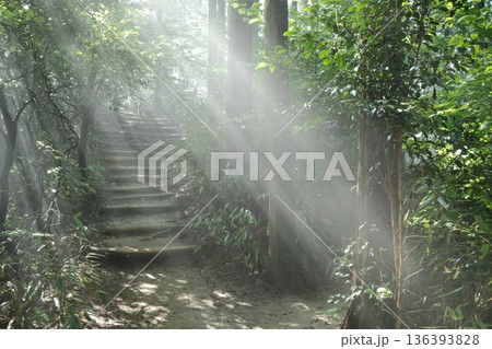 光が差し込む森の階段 霧に包まれた静かな小径 光が差し込む森の階段 霧に包まれた静かな小径 136393828