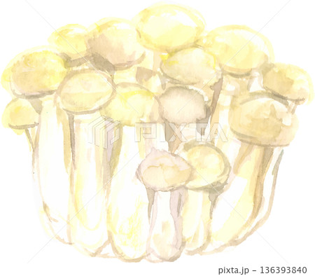 水彩で描いた白いブナシメジのイラスト　ベクター 136393840