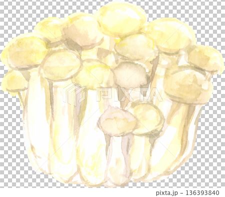 水彩で描いた白いブナシメジのイラスト　ベクター 136393840