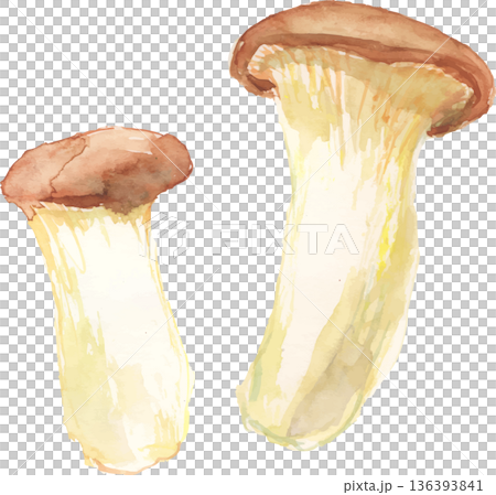 水彩風格的杏鮑菇插圖(向量圖) 水彩風格的杏鮑菇插圖(向量圖) 136393841