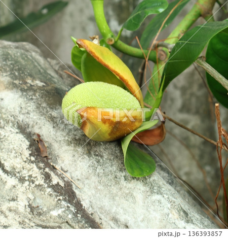 Young green jackfruit growing on a tree trunk in a tropical garden Young green jackfruit growing on a tree trunk in a tropical garden 136393857