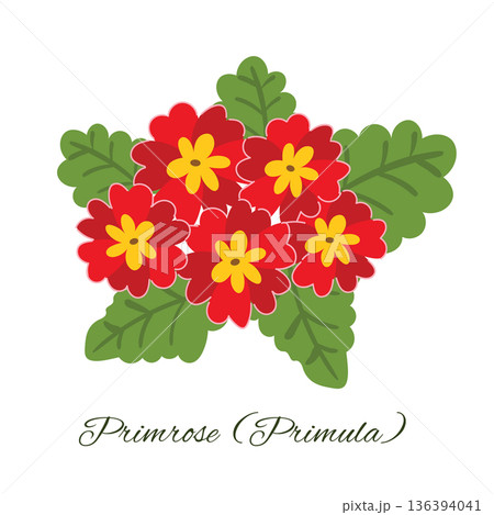 Simple flat style graphic featuring a cluster of five red primula flowers with green foliage. Simple flat style graphic featuring a cluster of five red primula flowers with green foliage. 136394041