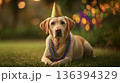 A yellow Labrador retriever wearing a party hat and colorful beads lies on the grass. The background features festive lights, evoking a carnival atmosphere. 136394329