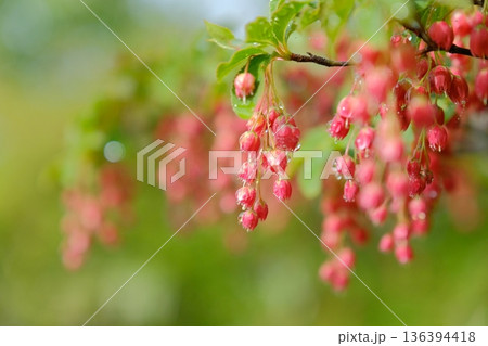 雨に濡れるベニドウダン　果実のように輝く春の花 136394418