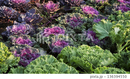 fresh violet cabbage (brassica oleracea) fresh violet cabbage (brassica oleracea) 136394550