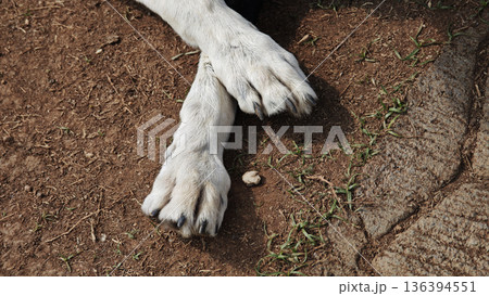 The white dog's front paws are on the ground. The white dog's front paws are on the ground. 136394551