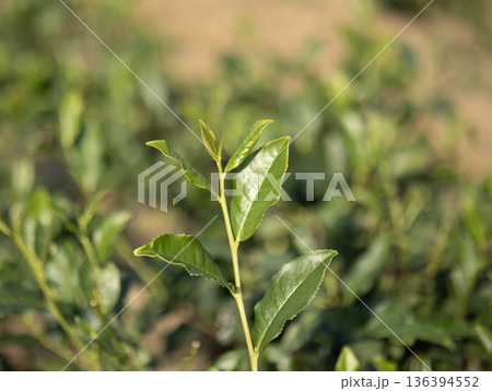 Green tea leaves in the garden. Green tea leaves in the garden. 136394552