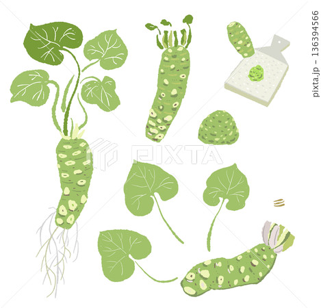 わさびと薬味のセットイラスト 根・葉・おろし金・大葉・ゴマの詰め合わせ 136394566