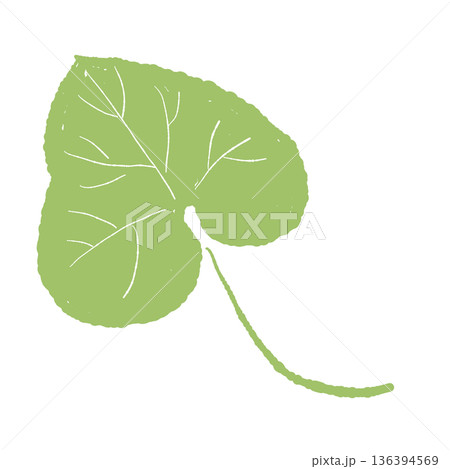 葉脈が描かれたわさびの葉のイラスト リアルなタッチの葉素材 葉脈が描かれたわさびの葉のイラスト リアルなタッチの葉素材 136394569