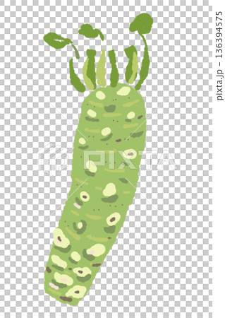わさびの株のイラスト 葉と根が付いた栽培状態の全体像 わさびの株のイラスト 葉と根が付いた栽培状態の全体像 136394575