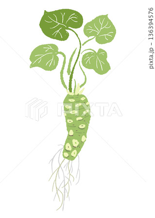 葉が茂ったわさびの株のイラスト 自然な曲がりのある植物素材 葉が茂ったわさびの株のイラスト 自然な曲がりのある植物素材 136394576