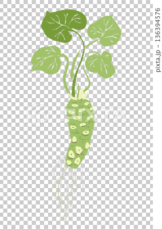 葉が茂ったわさびの株のイラスト 自然な曲がりのある植物素材 葉が茂ったわさびの株のイラスト 自然な曲がりのある植物素材 136394576