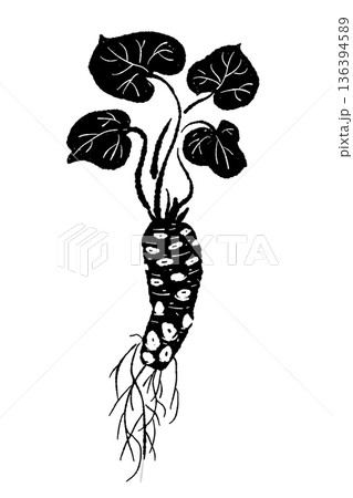 葉が茂ったわさびの株のモノクロイラスト 自然な曲がりのある植物シルエット 136394589