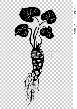 Monochrome illustration of a leafy wasabi plant, natural curved plant silhouette 136394589