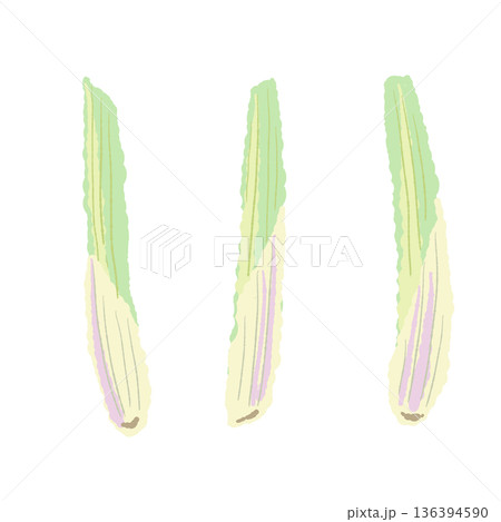 レモングラスの茎（根元）のイラスト スープやカレーの香り付けに使う白い部分 136394590