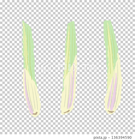 Illustration of lemongrass stem (base) The white part used to flavor soups and curries 136394590