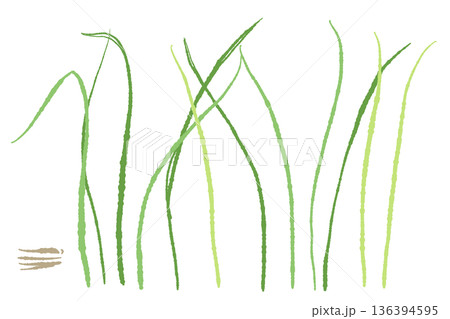 地面から生えているレモングラスのイラスト 畑やガーデニングの栽培イメージ 地面から生えているレモングラスのイラスト 畑やガーデニングの栽培イメージ 136394595