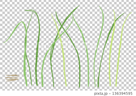 地面から生えているレモングラスのイラスト 畑やガーデニングの栽培イメージ 地面から生えているレモングラスのイラスト 畑やガーデニングの栽培イメージ 136394595