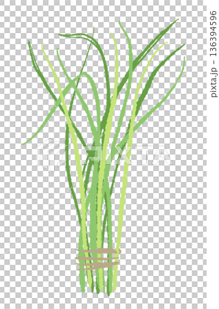一束香茅的插圖。市面上販售的成捆新鮮香草。 136394596