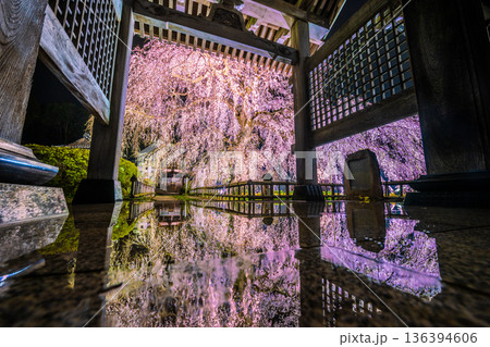 茨城県水戸市 安国寺の枝垂れ桜 床のリフレクション 136394606