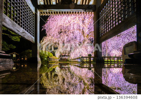 茨城県水戸市 安国寺の枝垂れ桜 床のリフレクション 茨城県水戸市 安国寺の枝垂れ桜 床のリフレクション 136394608