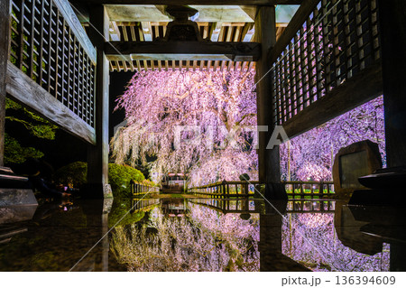 茨城県水戸市 安国寺の枝垂れ桜 床のリフレクション 茨城県水戸市 安国寺の枝垂れ桜 床のリフレクション 136394609