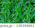 濃い緑色の美しい葉 136394661