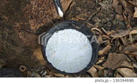 White latex from rubber trees in a bowl in the rubber plantation. White latex from rubber trees in a bowl in the rubber plantation. 136394690