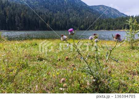 A tranquil lakeside meadow framed by pine forests A tranquil lakeside meadow framed by pine forests 136394705