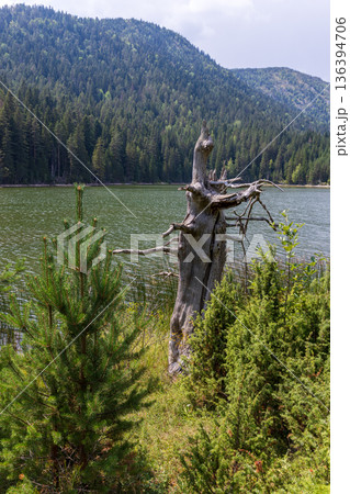 A tranquil lakeside scene in a pine forest, Montenegro A tranquil lakeside scene in a pine forest, Montenegro 136394706