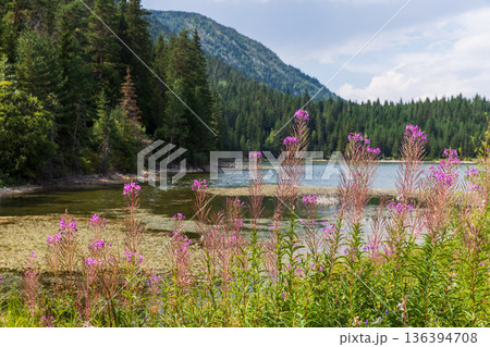 A tranquil lakeside landscape framed by pine forests 136394708