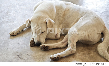 A white dog is lying on the floor. 136394816