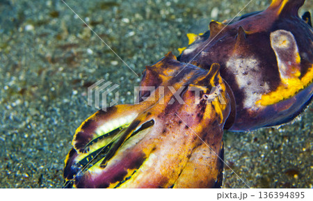 Flamboyant Cuttlefish, Sulawesi Flamboyant Cuttlefish, Sulawesi 136394895