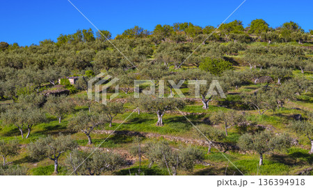 Olives Trees Plantation, Spain Olives Trees Plantation, Spain 136394918