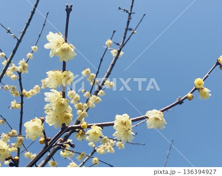 wintersweet 136394927
