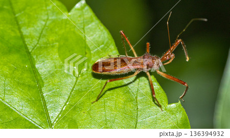 Assassin Bug, Corcovado National Park, Costa Rica Assassin Bug, Corcovado National Park, Costa Rica 136394932