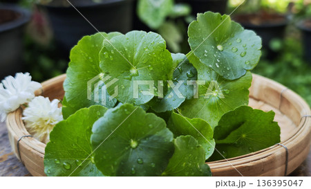 Fresh Gotu Kola in basket in the Garden Fresh Gotu Kola in basket in the Garden 136395047