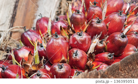 oil palm fruit on the tree and ripe 136395051