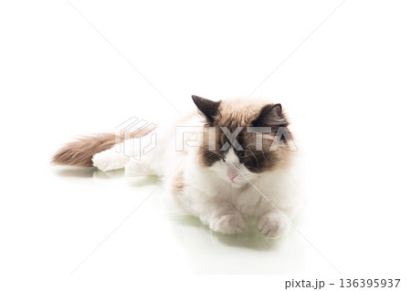 Cute fluffy Ragdoll cat isolated in studio Cute fluffy Ragdoll cat isolated in studio 136395937