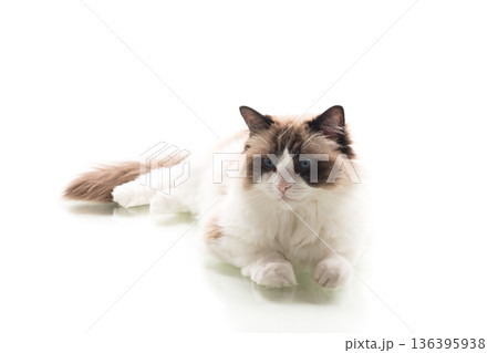 Domestic Ragdoll cat breed looking at camera Domestic Ragdoll cat breed looking at camera 136395938
