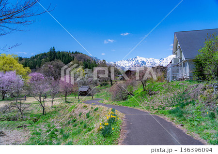 【春素材】白馬村の春 大出の吊橋【長野県】 【春素材】白馬村の春 大出の吊橋【長野県】 136396094