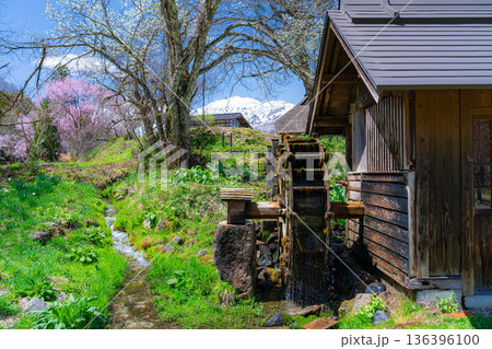 【春素材】白馬村の春　大出の吊橋【長野県】 136396100