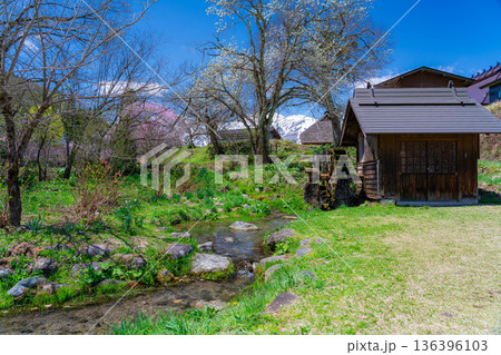 【春素材】白馬村の春　大出の吊橋【長野県】 136396103
