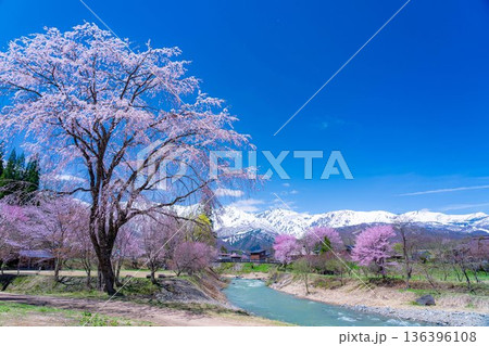 【春素材】白馬村の春　大出の吊橋【長野県】 136396108