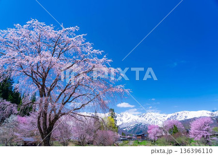 【春素材】白馬村の春　大出の吊橋【長野県】 136396110