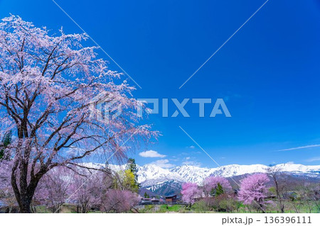 【春素材】白馬村の春　大出の吊橋【長野県】 136396111